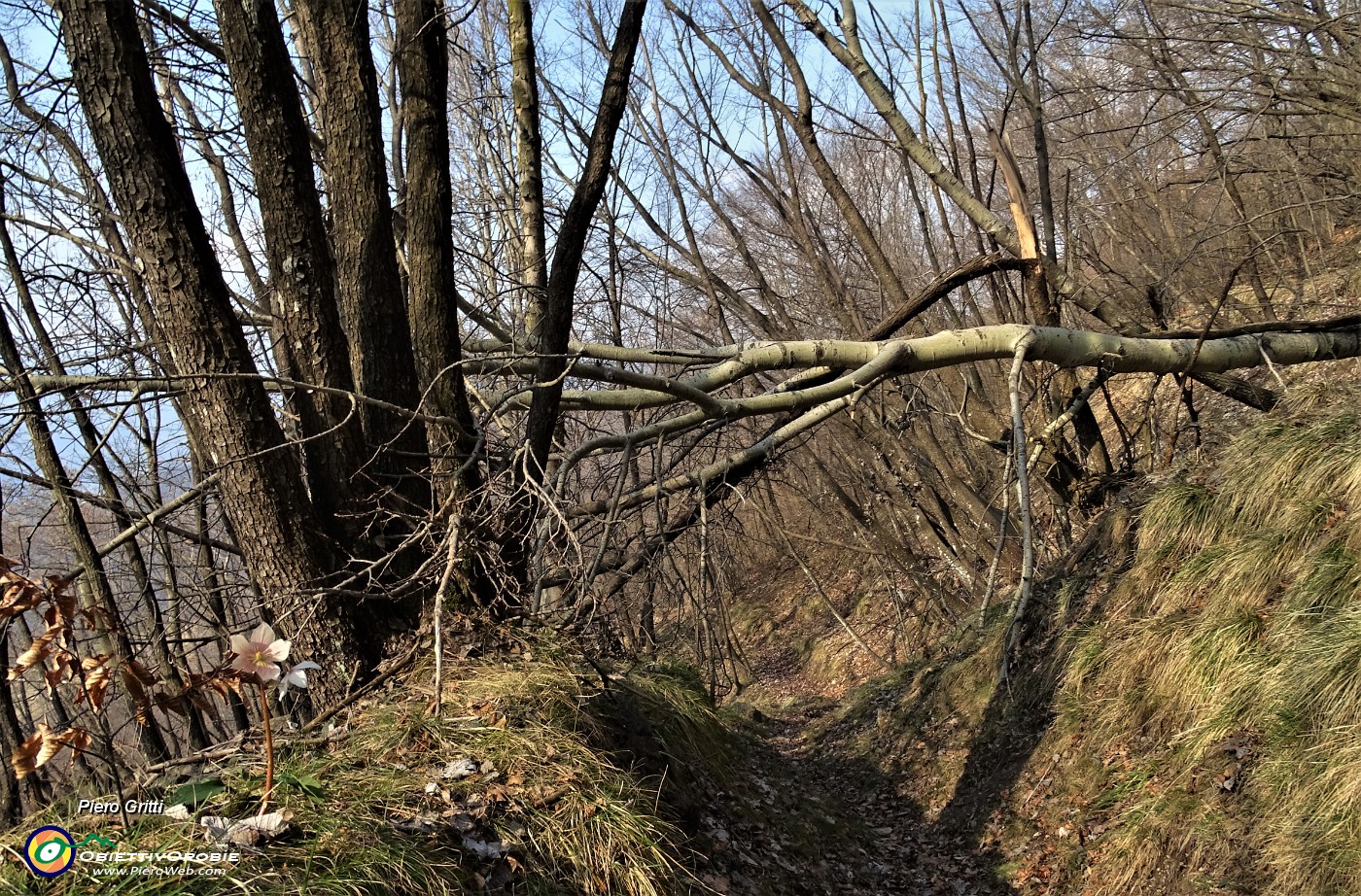 77 In decisa discesa nel bosco sul sentierino per le Stalle Foldone.JPG